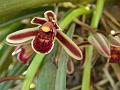 Aloe Leaf Cymbidium